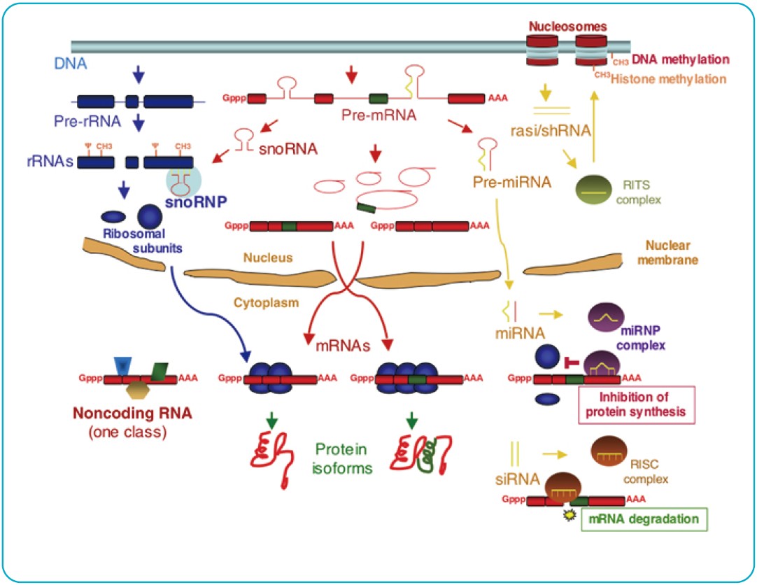 microRNA应用与检测