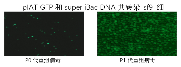 转染GFP基因 Bac-Bac