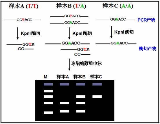 限制性内切酶酶切片断长度多态分析法