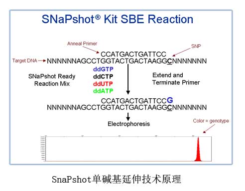 SnaPshot原理