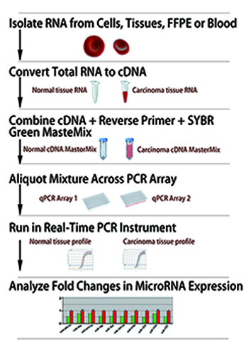 microRNA检测流程